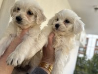 Türkiyede nadir bulunan bichon frise