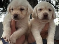 Şampanya labrador jelibonlar