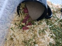 Yavru hamster