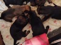Belçikanın Malinois şehrinden
