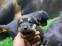 Rottweiler Yavrularımız Son 2 Dişi