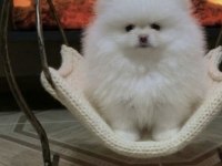Pomeranian Boo Kar Beyaz Erkek