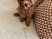75 Günlük Teacup Poodle