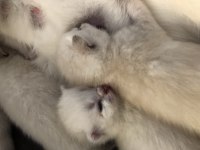 Scottish Fold-British Longhair Yavrularımız