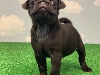 GÜL KUYRUK SAFKAN SİYAH DİŞİ VE ERKEK PUG YAVRULAR