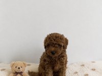 Red Brown Toy Poodle Miniğimiz