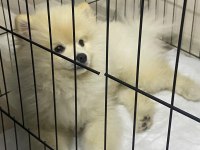 Pomeranian 6 Aylık Erkek Aşıları Herşeyi Tam