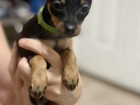 Satılık Minyatür Pinscher Köpekler