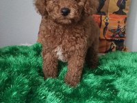 ORJİNAL POODLE BEBEKLER