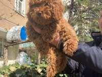 Toy Poodle 4 Aylık Dişi Wc Eğitimli