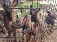 Kara kafa malinois bebekler