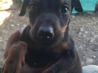 Erkek ve Dişi Doberman yavruları