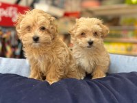 Tüy Dökmeyen Hi̇poalerjeni̇k Safkan Teacup Malti̇poo