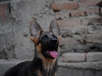 3 aylık aşılı şecereli dişi alman kurdu