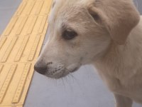 Golden köpeğimiz 4-5 aylık civarı