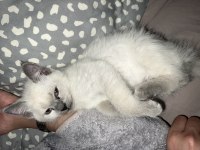 Blue point 3 aylık erkek yavru kedi