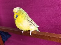 Yetişkin Dişi Jumbo Texsas Muhabbet Kuşu
