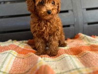 Toy poodle dişi
