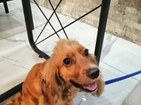 uyumlu kızımız yuva arıyor american cocker