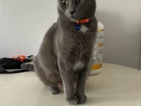 1 yaşında british shorthair