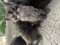 Orjinal Maine Coon Yavrular