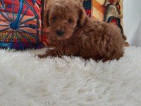 Toy poodle yavrularımız