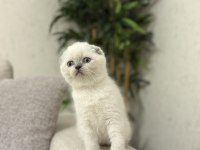 SCOTTISH FOLD BLUE POİNT YAVRULARIM