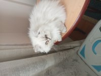 Kedimiz sahibini bekliyor oyuncu sevimli yavrularımız