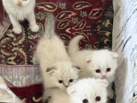 Scottish Fold Longhair Yavrular