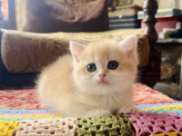 Saf Kan Golden British Shorthair Yavrular (Wcf kayıtlı)