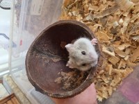 Yavru Gonzales hamster