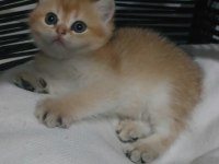 Safkan British Shorthair Açıklamayı Okuyun Lütfen