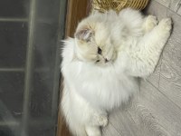 British Longhair Ay1233