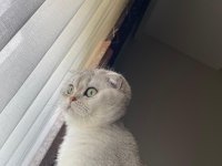 Biblo gibi scottish fold kızımız