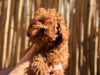 Irkının en iyi olan Poodle bebekler