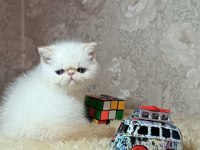 Böyle güzellikte başka iran kedisi yok
