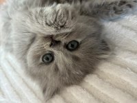Orijinal British Shorthair Ve Longhair