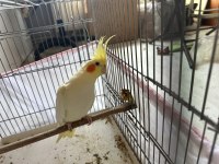 Takım Ve Tekleme Sultan Papağanlar