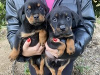 Şecereil rottweiler bebeler