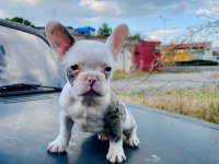 Egzotik French Bulldog