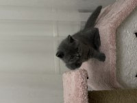 55 günlük british shorthair