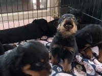 ONLAR BİR DÜNYA ROTTWEİLER ŞAMPİYONU TORUNLARI