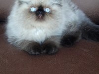 Şecere (Soy) Belgeli Persian (İran) Erkek Yavru