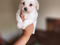 Dünya Güzeli Maltese Yavrularım