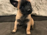 Belçika kurdu köpeği