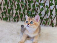 Safkan gerçek british shorthair bebekler