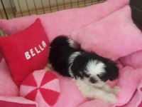 Shih Tzu Bella