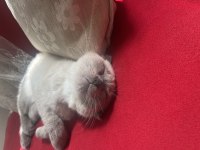 4 aylık cins scottish fold blue point kedim