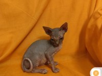 Sphynx home 2 aylık bebekler