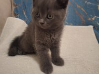 British shorthair kedisi